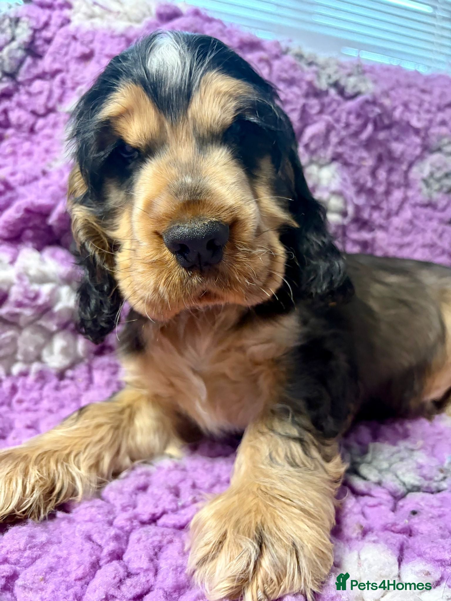 Cocker Spaniel dogs Champion Bloodlines KC Reg Show Cocker Spaniel Boy - Advert 12