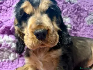 Cocker Spaniel dogs Champion Bloodlines KC Reg Show Cocker Spaniel Boy - Advert 12