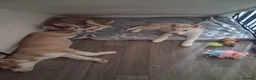 Siberian Husky dogs for sale: Husky puppies ready to leave now  - Advert 8