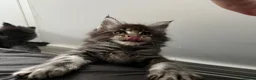 Maine Coon cats for sale: Pedigree Maine coons - Advert 17