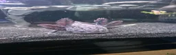 Axolotl reptiles for sale: Axanthic axolotl - Advert 7