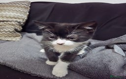 British Shorthair cats for sale: Beautiful British shorthair kittens - Advert 2