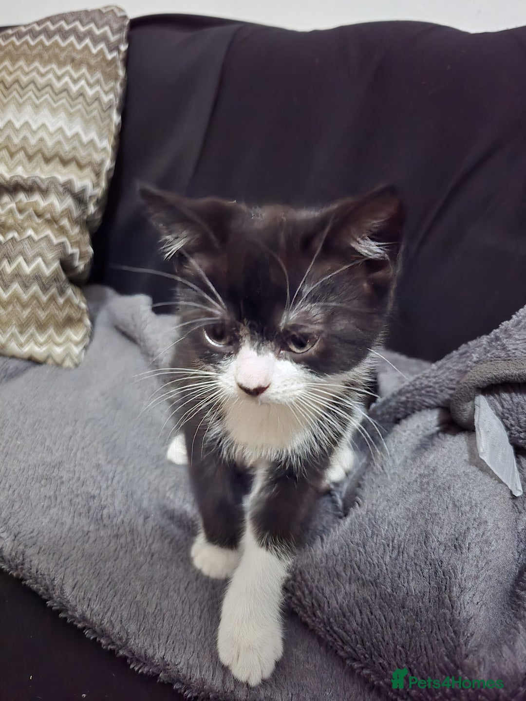 British Shorthair cats for sale: Beautiful British shorthair kittens - Advert 2