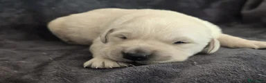 Goldador Puppy 5