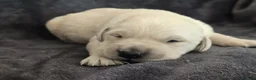 Goldador dogs for sale: 🐾 Beautiful Goldador Puppies Raised with Love 🐶 in Coventry - Advert 11