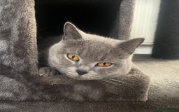 British Shorthair cats for sale: British blue shorthair adult girl - Image 1
