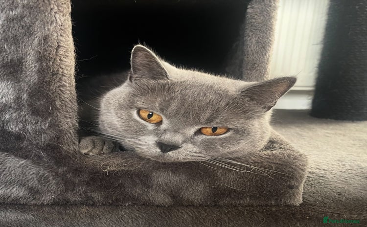 British Shorthair cats for sale - Advert 3