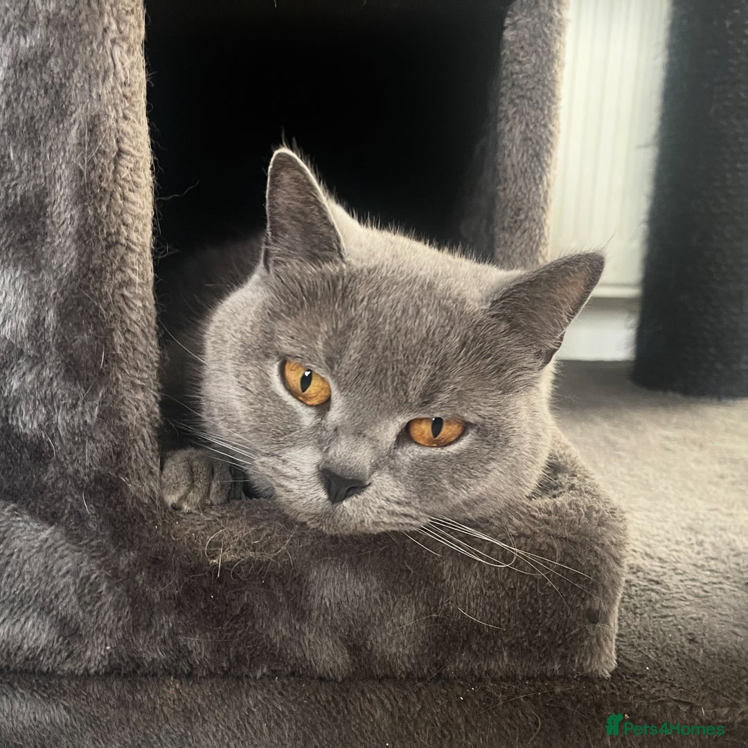 British Shorthair cats for sale: British blue shorthair adult girl - Image 1