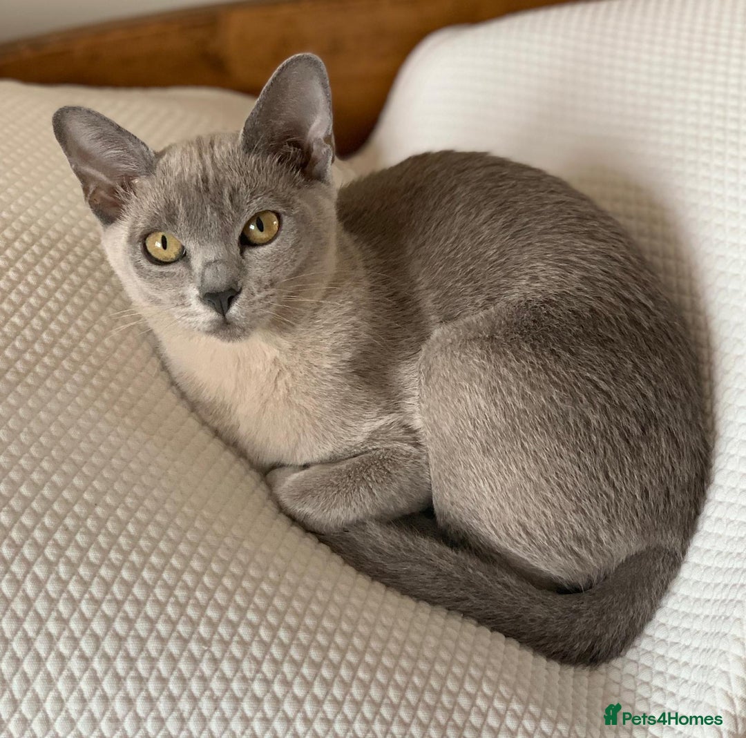 Burmese cats for stud: Midas and Oscar GCCF registered studs  - Advert 8