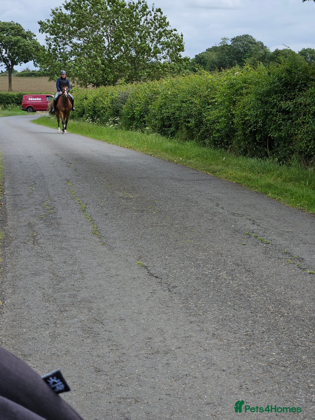 Other Breed horses for sale: 15.1 Welsh x thoroughbred  - Image 16