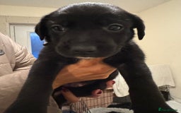 Borador dogs for sale: Lab collie puppies for sale  - Advert 8