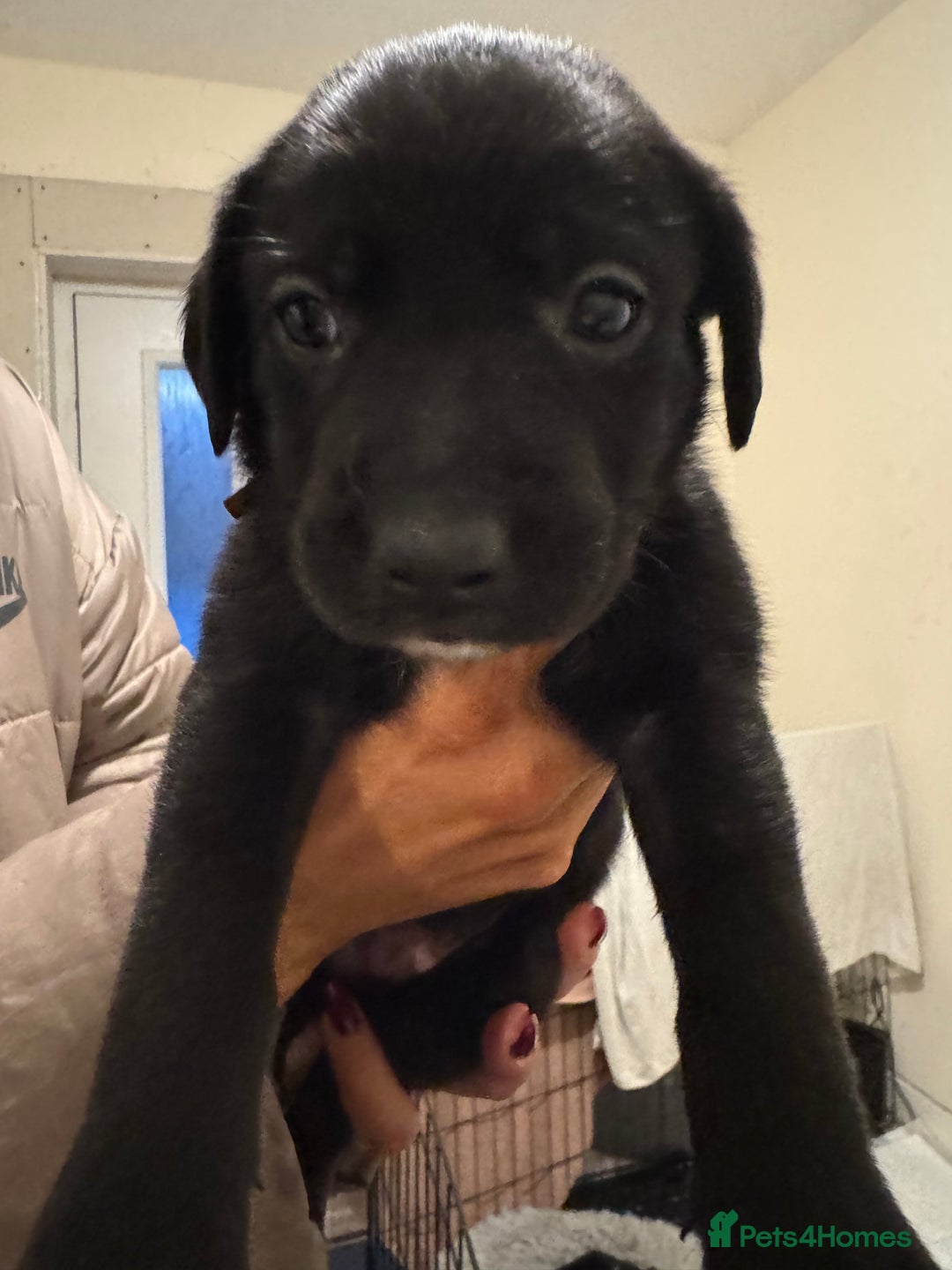 Borador dogs for sale: Lab collie puppies for sale  - Advert 8