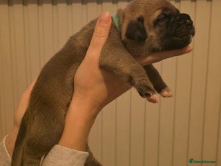 Mixed Breed dogs - Advert 5