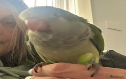 Parakeets birds for sale: 2 male Hand reared green Quaker  - Image 7