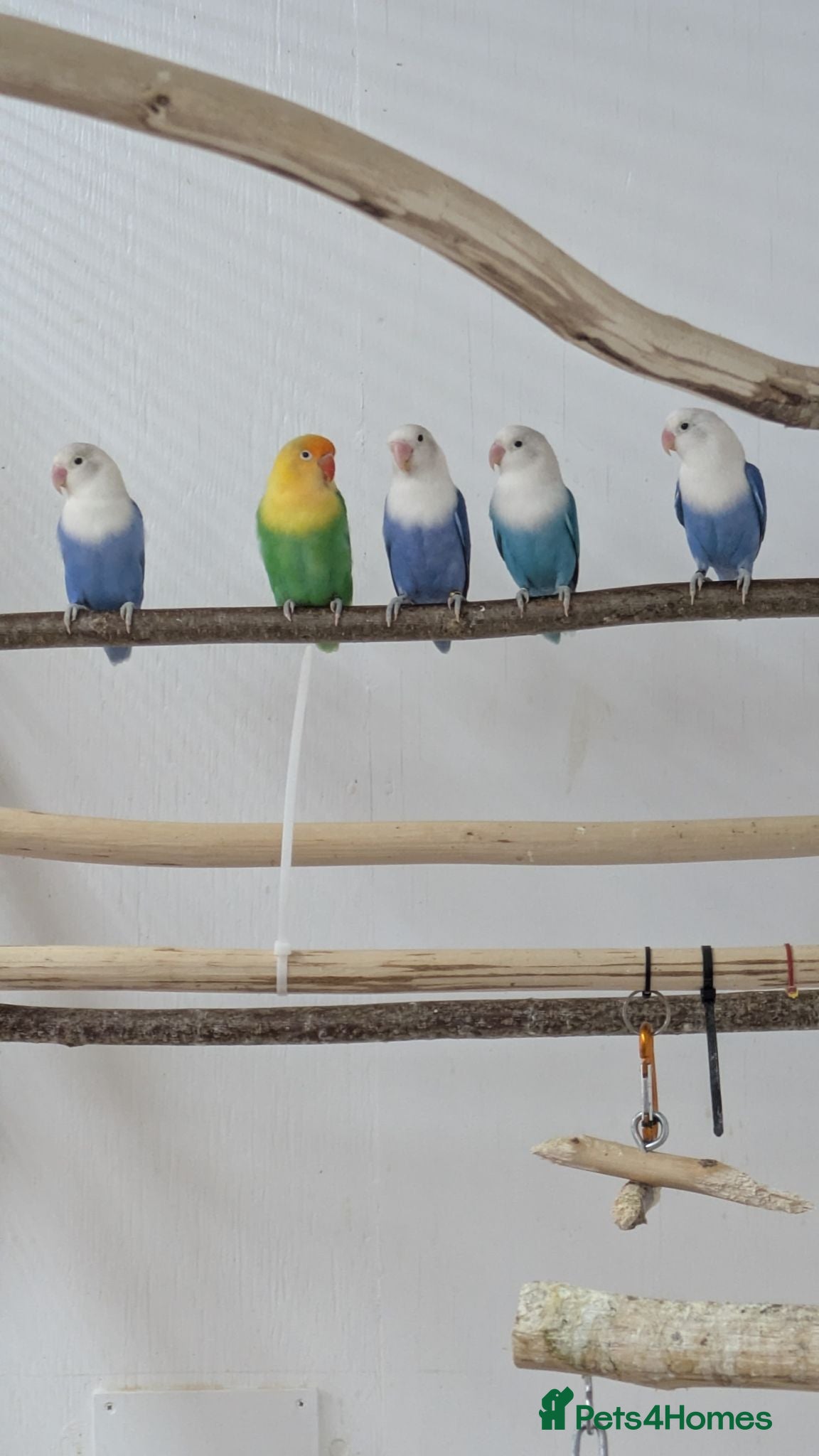 Lovebirds birds Opaline Lovebirds  - Advert 1