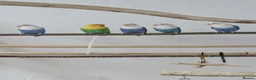 Lovebirds birds for sale: Opaline Lovebirds  in Hereford - Advert 1