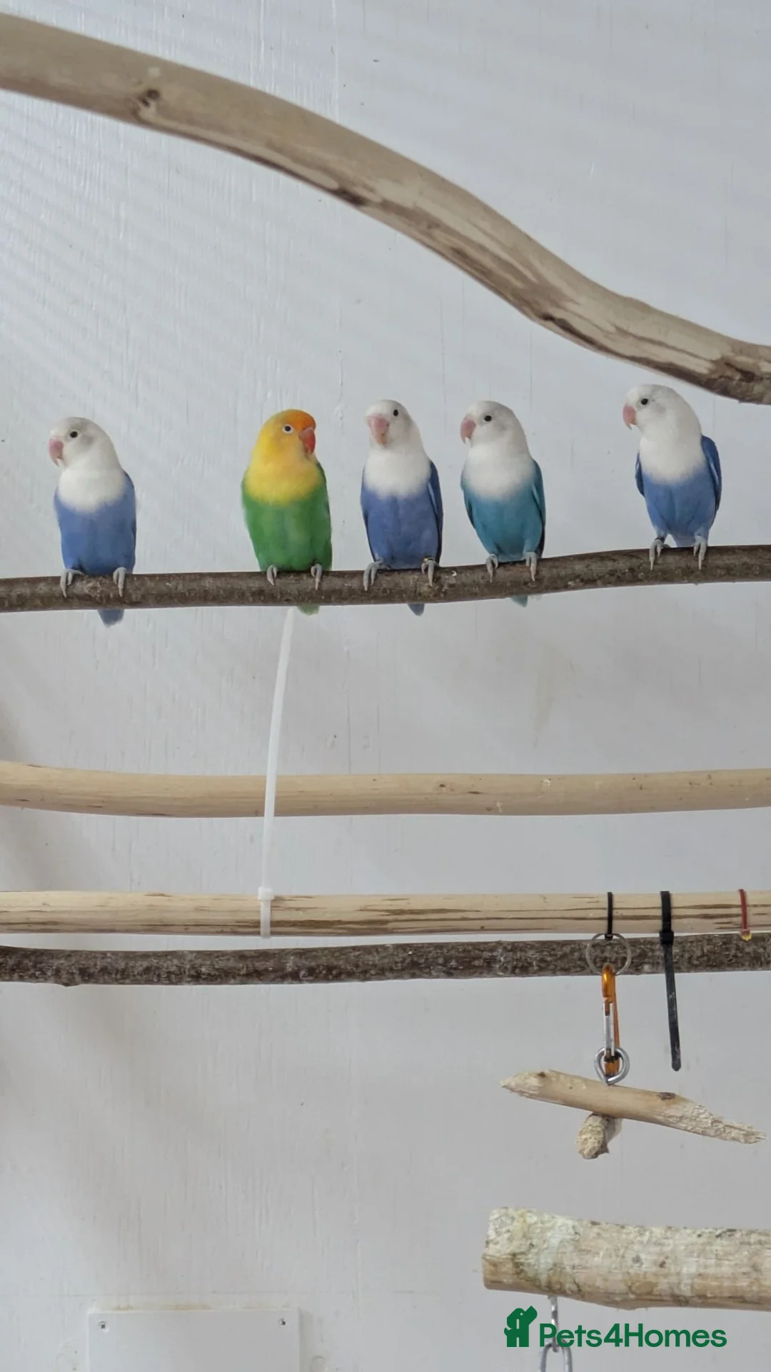 Lovebirds birds for sale: Opaline Lovebirds  in Hereford - Advert 1