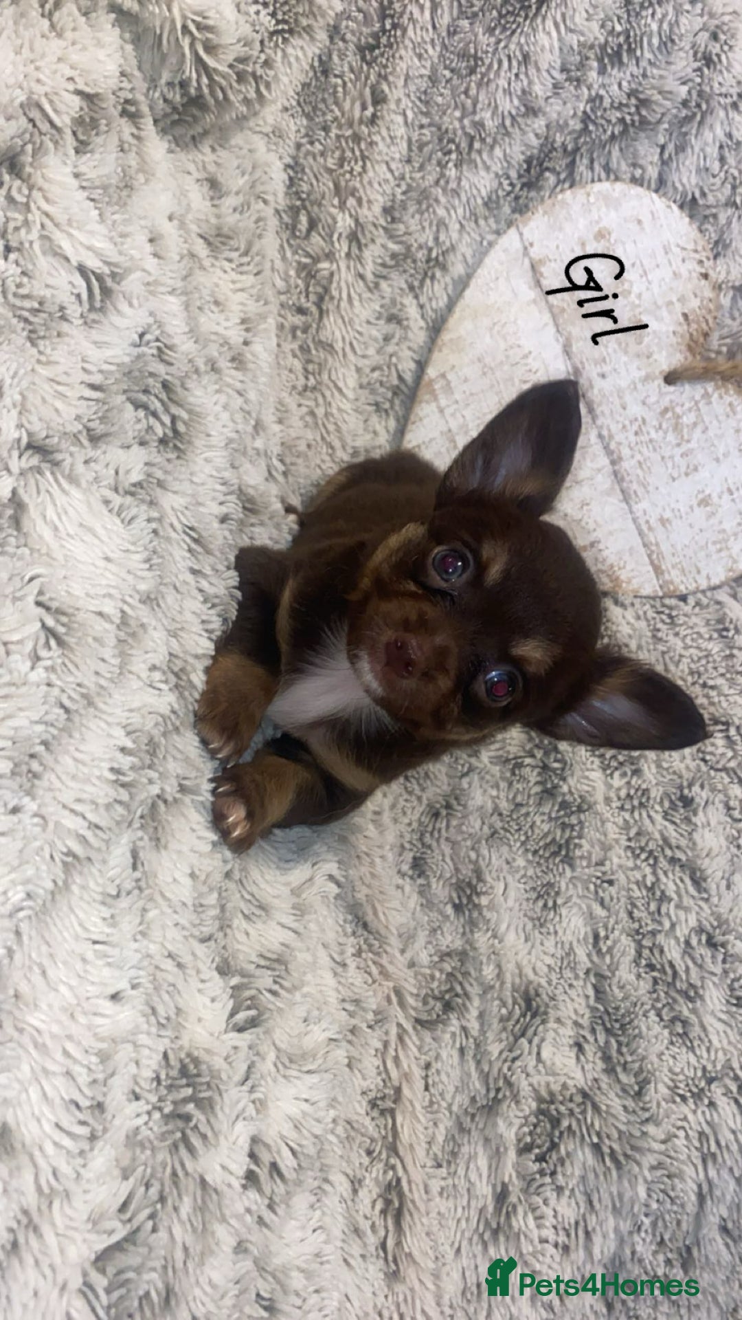 Chihuahua dogs for sale: ✨🐾 chihuahua pups 🐾✨ - Image 7