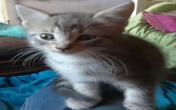 Mixed Breed cats for sale: Awesome Spotty Dotty Silver  Blue Bengal x Kittens - Image 34