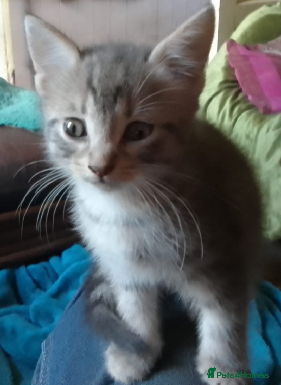 Mixed Breed cats for sale: Awesome Spotty Dotty Silver  Blue Bengal x Kittens - Image 34