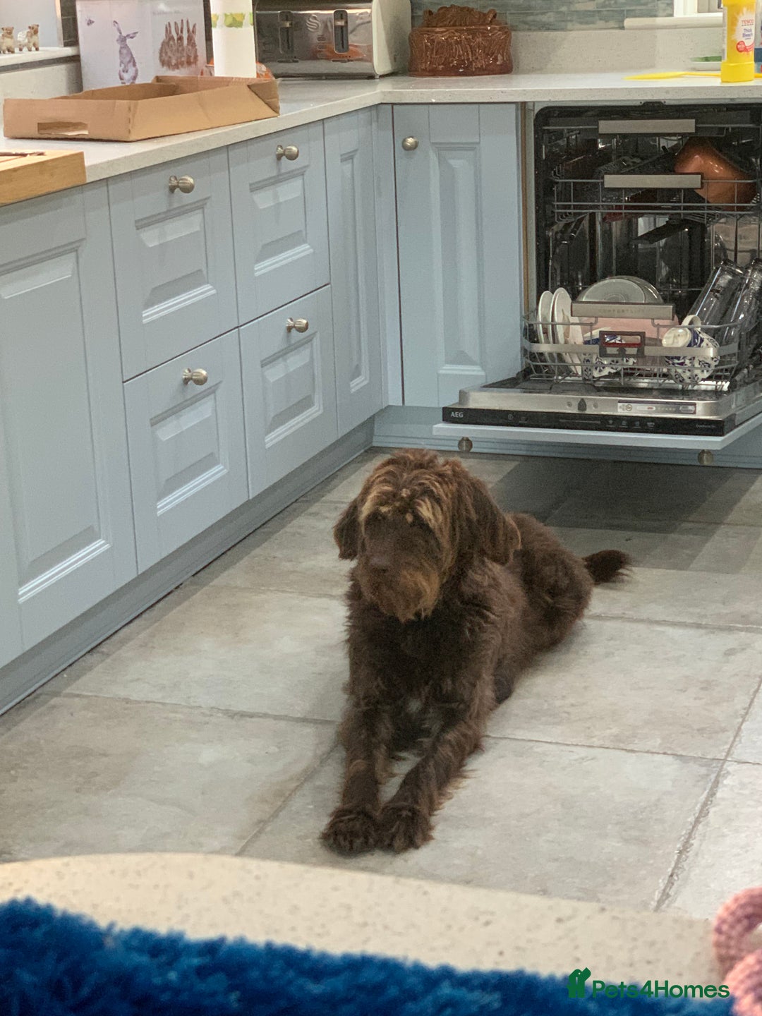 Labradoodle dogs for sale: Sadly looking for a new home labradoodle  - Image 3