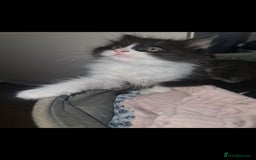 British Longhair cats for sale: Beautiful playful kittens  - Image 3