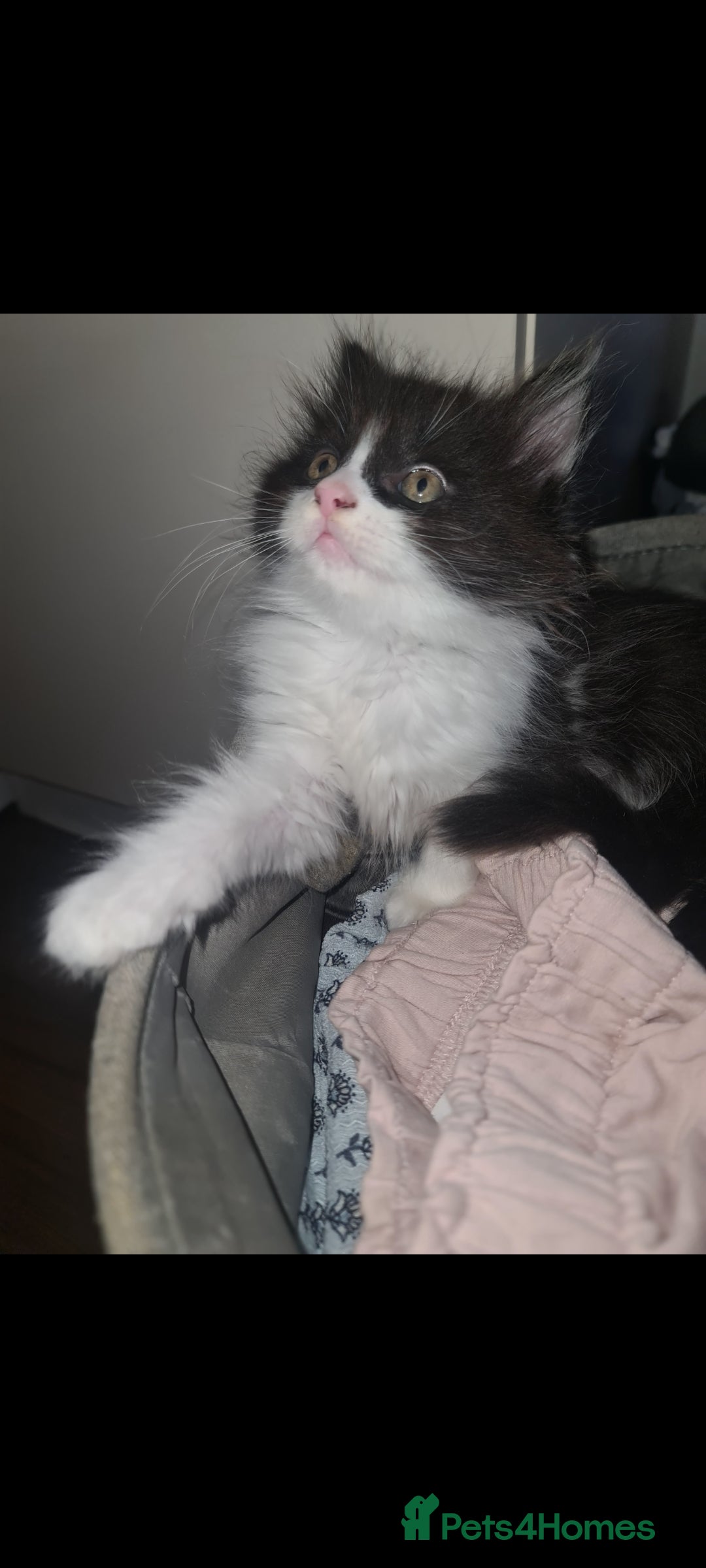 British Longhair cats for sale: Beautiful playful kittens  - Image 3