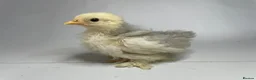 Chickens poultry for sale: MOTTLED PEKIN GROWERS  - Advert 8