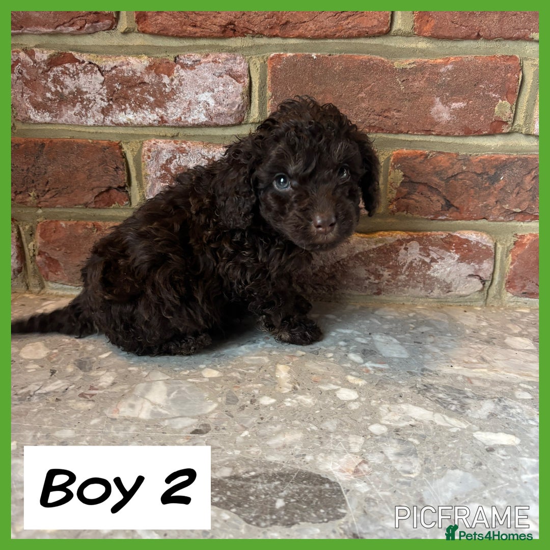 Cockapoo dogs for sale: 💙💗OUTSTANDING F1B COCKAPOOS💗💙 ready 16th jan - Advert 6