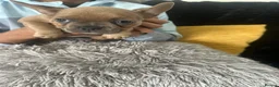 French Bulldog dogs for sale: French bulldogs  - Advert 8