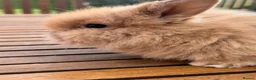 Mini Lion Lop rabbits for sale: 4 baby mini lion lop bunnies - Advert 14