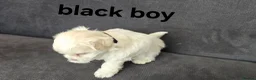 Maltese dogs for sale: ⭐️KC registered Maltese puppies⭐️ - Advert 30
