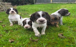 Cocker Spaniel dogs for sale: WORKING COCKER SPANIELS ..DNA CLEAR - Image 23