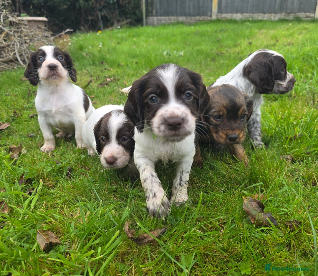 Cocker Spaniel dogs for sale: WORKING COCKER SPANIELS ..DNA CLEAR - Image 23