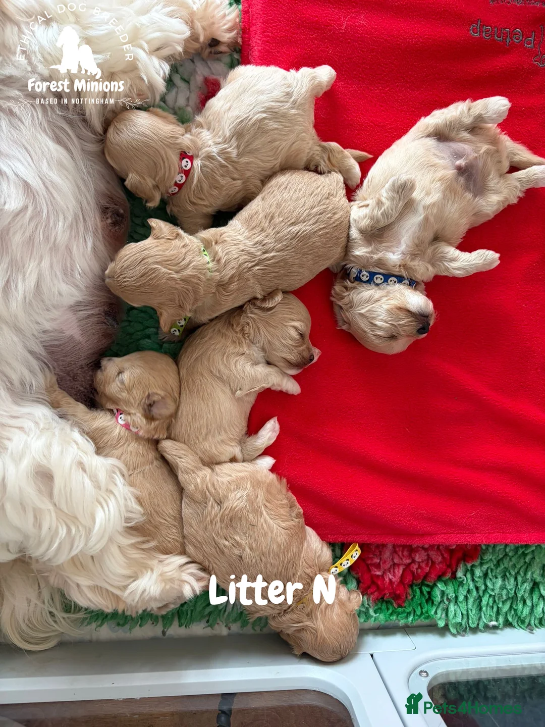 Maltipoo dogs for sale: Beautiful Maltipoo puppies ❤️ - Advert 12