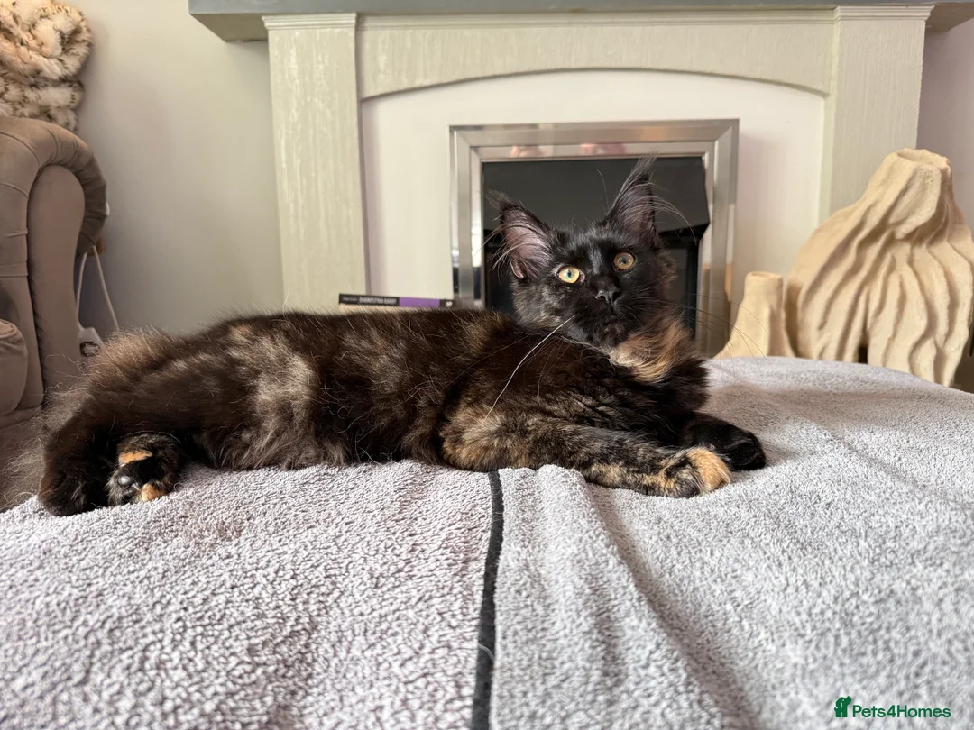 Maine Coon cats for sale:  Maine Coon Kittens Looking for Loving Homes 🐾 - Advert 13