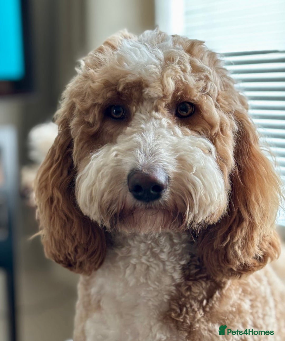 Irish Doodle dogs for sale: Mini Irish Doodle x Australian Labradoodle  - Advert 8