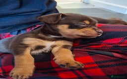 Chihuahua dogs for sale: 4 stunning chocolate and tan chihuahua puppys. - Image 18