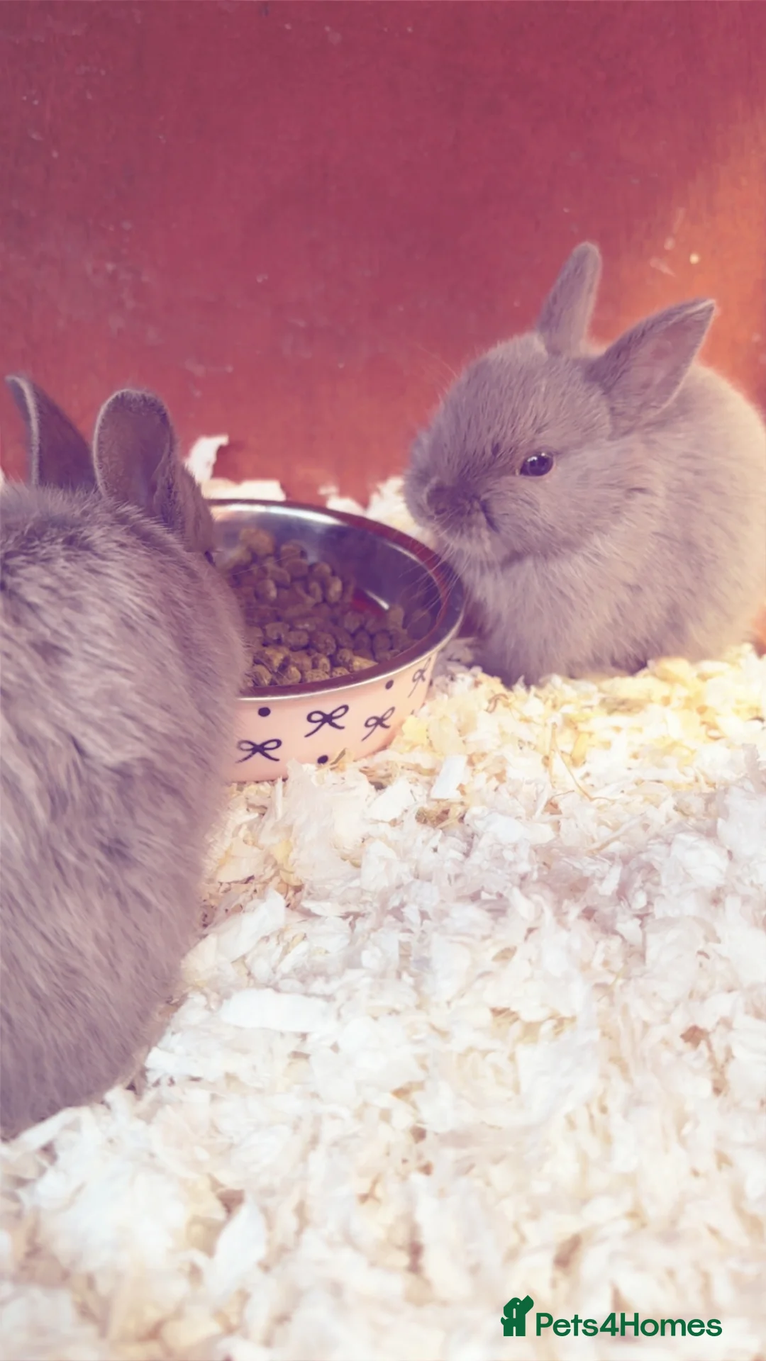 Netherland Dwarf rabbits for sale:  Gorgeous Pure bred netherland dwarf rabbits - Advert 2
