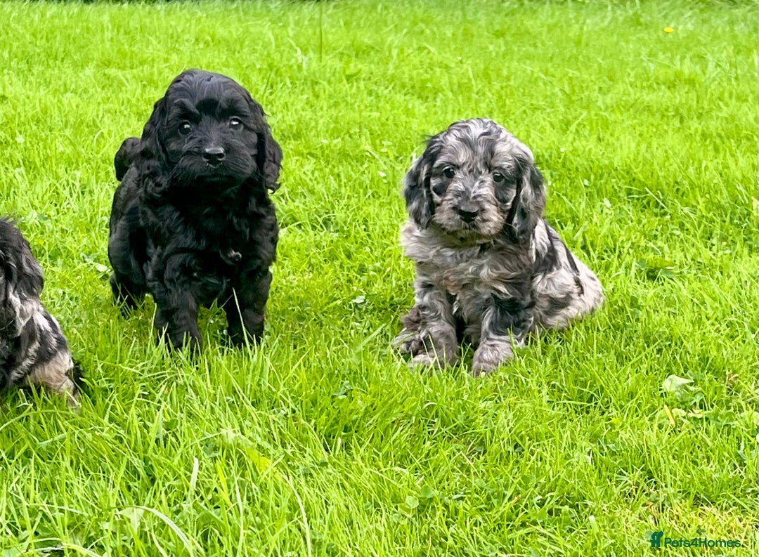 Cockapoo dogs for sale: Beautiful F1 Cockapoo puppies  - Image 5