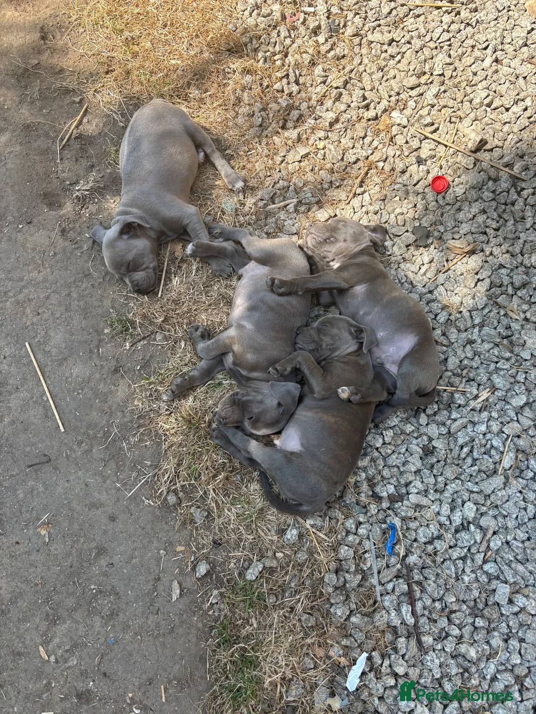 Staffordshire Bull Terrier dogs for sale: Blue kc registered staff puppies  - Advert 6