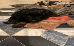 Mixed Breed dogs for sale: Portuguese sheepdog in Cramlington - Image 8