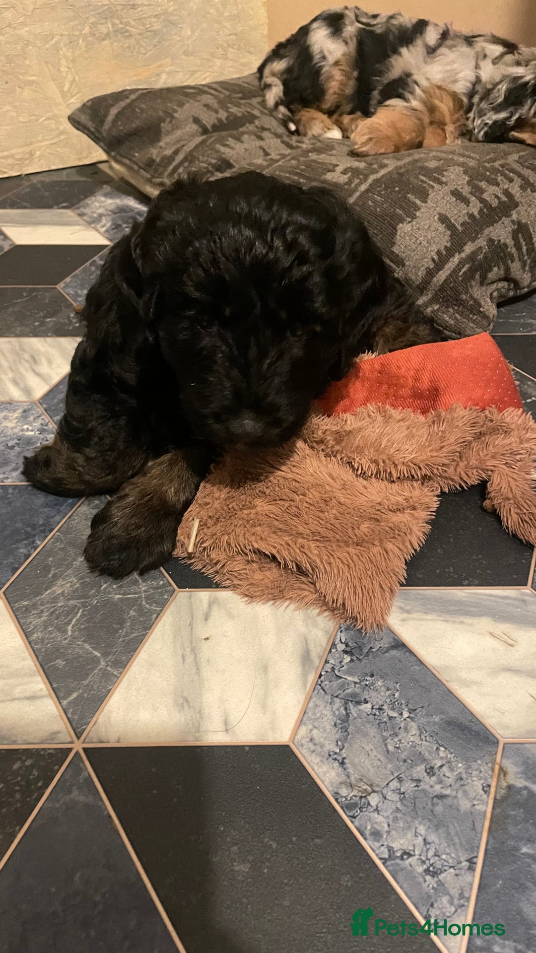 Mixed Breed dogs for sale: Portuguese sheepdog in Cramlington - Image 8