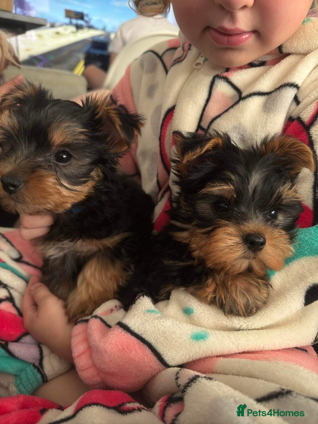 Yorkshire Terrier dogs for sale: 🐾 Miniature Yorkshire Terrier Puppies 🐾 - Image 5