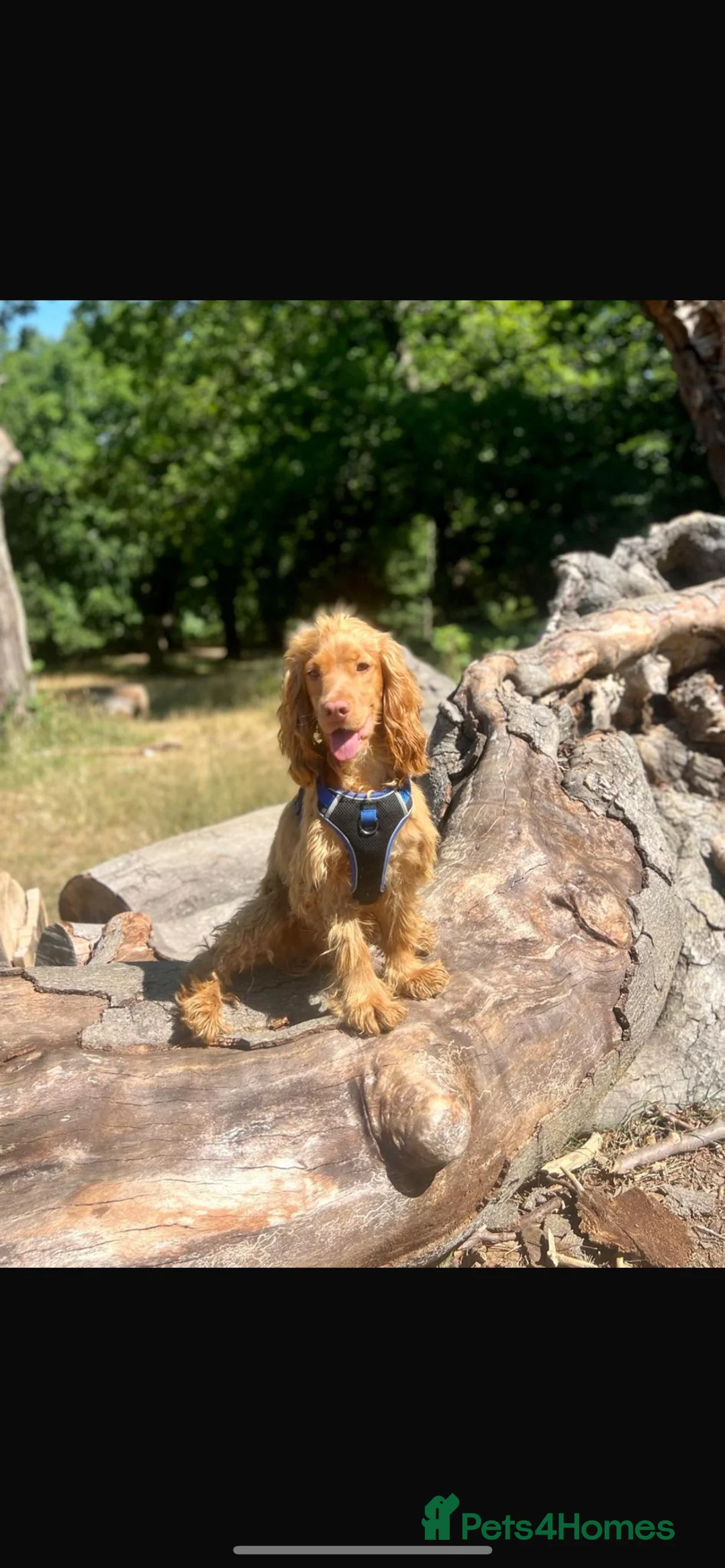 Cocker Spaniel dogs for stud: Health tested golden show cocker spaniel stud - Advert 4