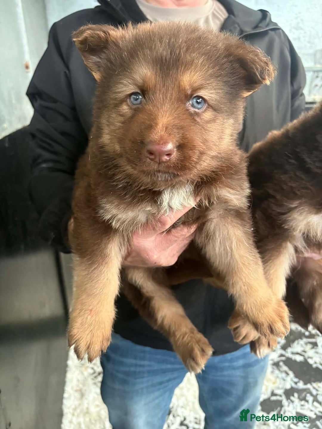 German Shepherd dogs for sale: 3 beautiful German shepherd puppies  - Advert 8