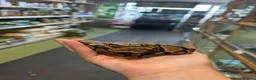 Mixed Breed reptiles for sale: Reptiles for sale  - Advert 2