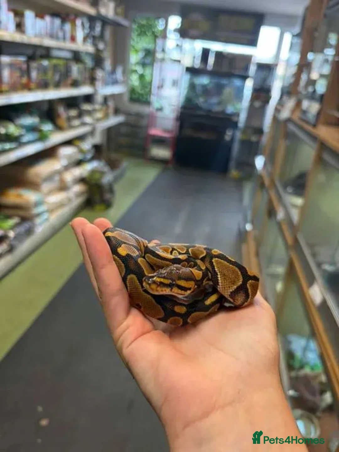 Mixed Breed reptiles for sale: Reptiles for sale  - Advert 2