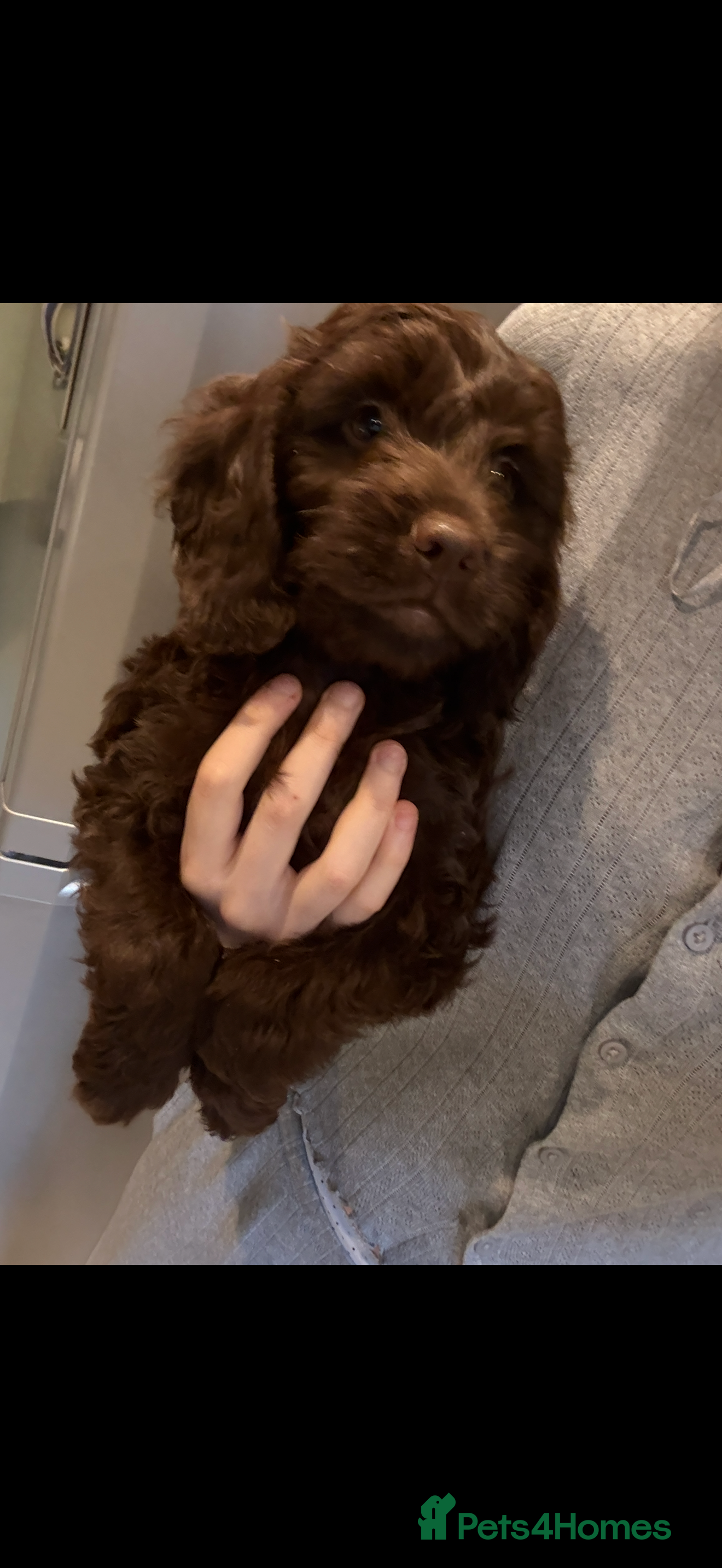 Cockapoo dogs outstanding cockapoo puppy’s available  - Advert 5