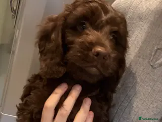 Cockapoo dogs outstanding cockapoo puppy’s available - Advert 5